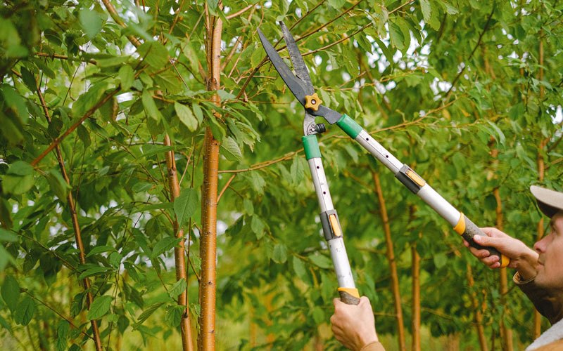 Tree trimming in Mauckport, IN